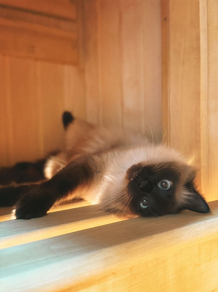 Фотография автора Дарья Викторова