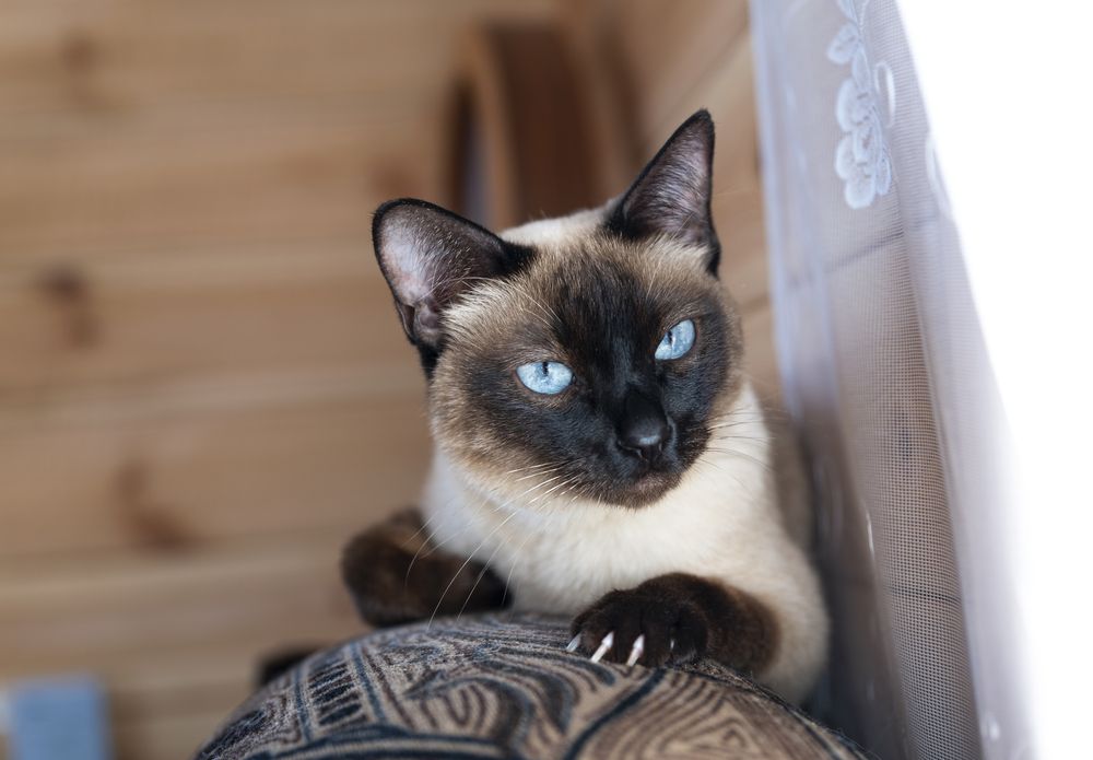 Не будите во мне зверя.