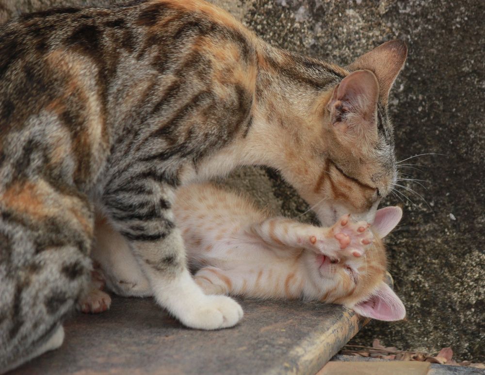 Photograph by anvita trivedi