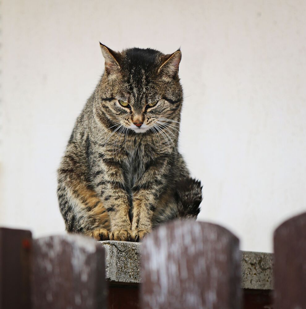 Photograph by Eperjessy Adrian