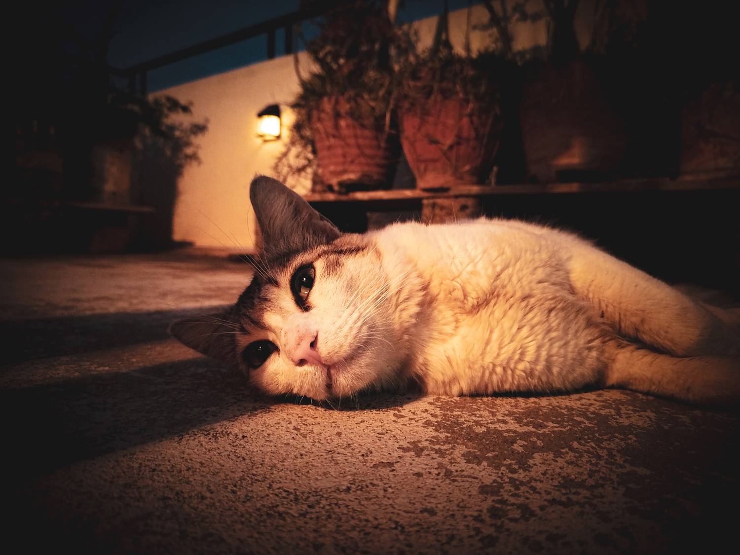 Thoughts of a Cat