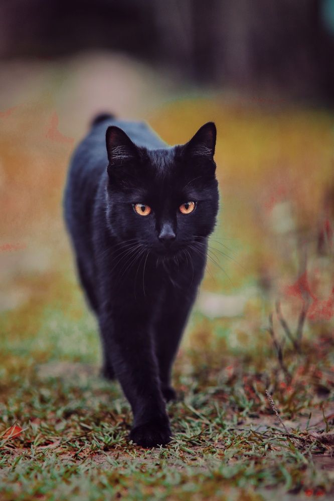 Photograph by Дарья Чистякова