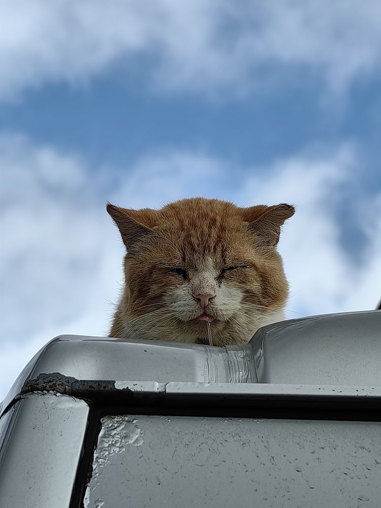 Кошкин сон