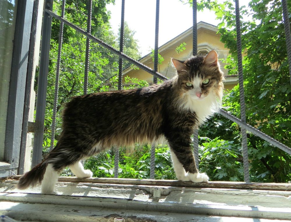Photo #12235443