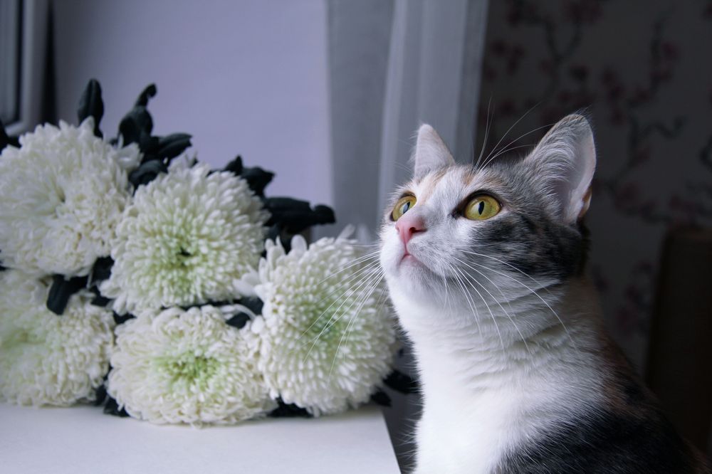 Photograph by Ксения Ворническу