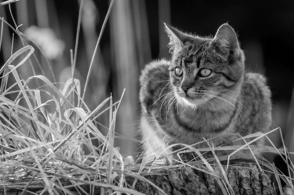 Photograph by Jana Špániková