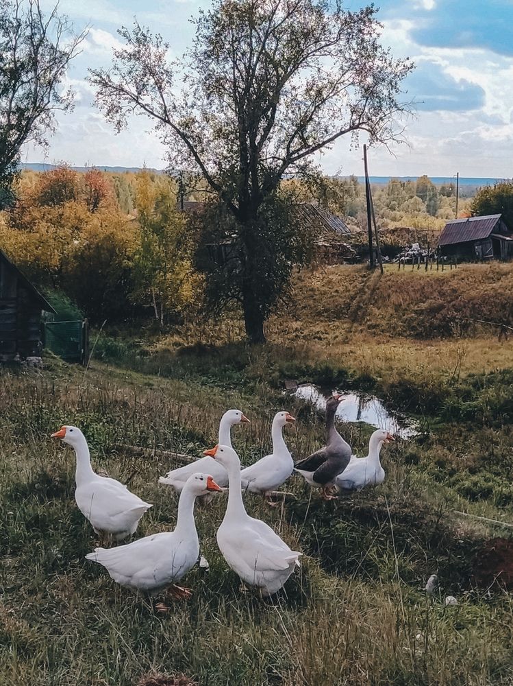 Photograph by Мария Таскаева