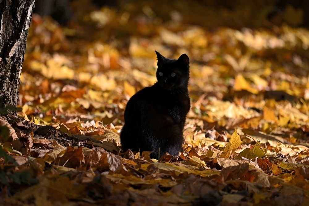 Photograph by Алексей Гордеев