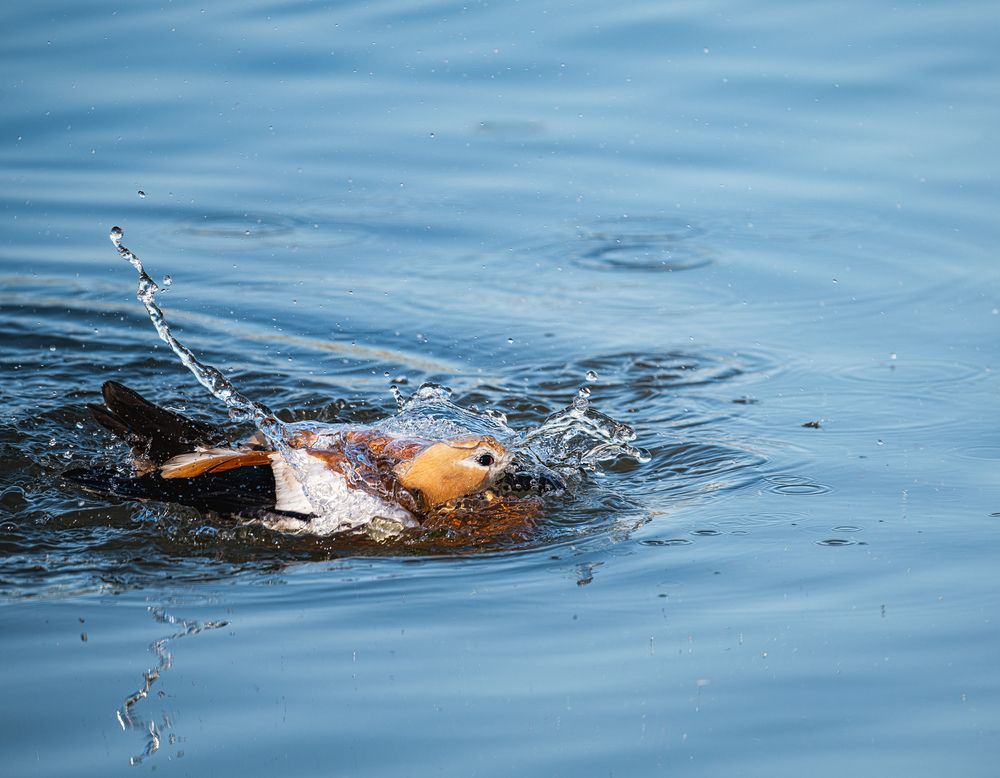 Photograph by Мария Ирешева