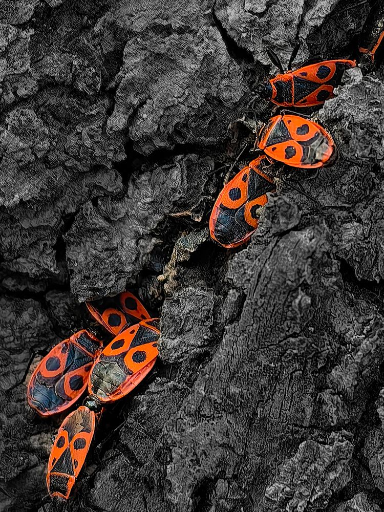 Photograph by Igor Maksimenko