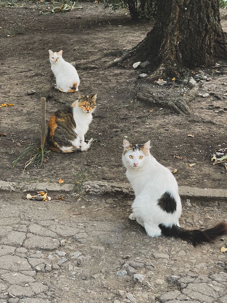 Photograph by Олена Уманцева