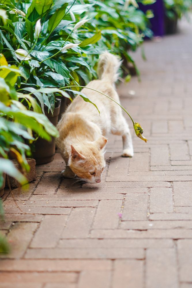 Фотография автора Aniket