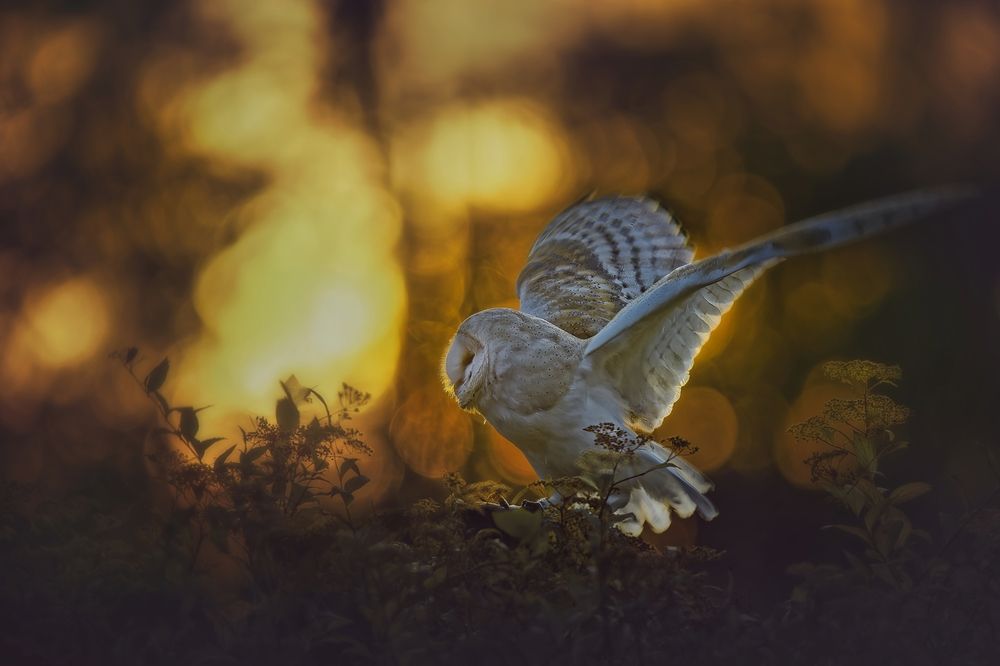 Photograph by Michaela Firešová
