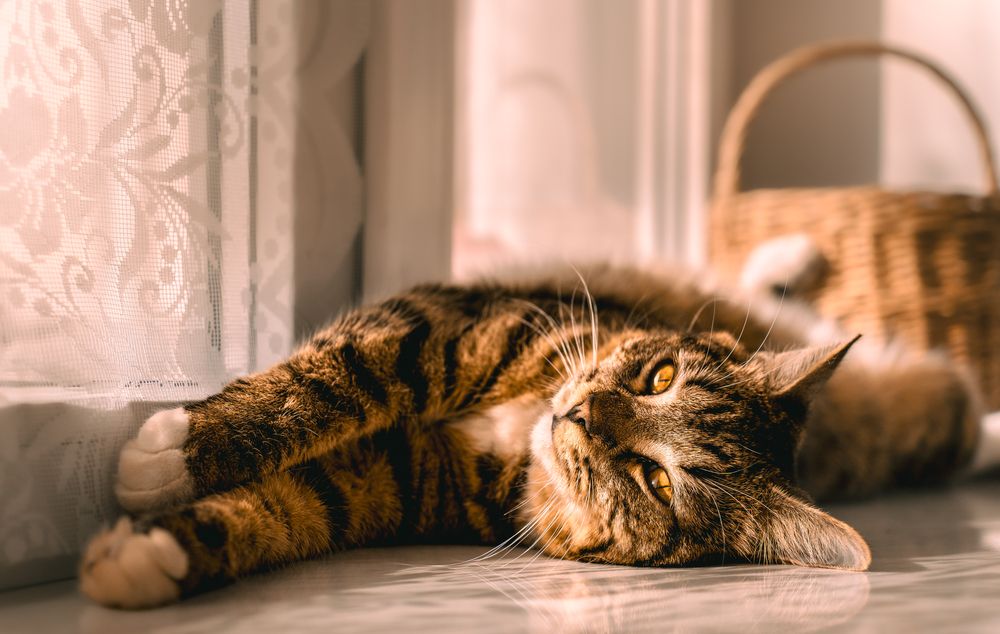 Фотография автора Дмитрий Себрин