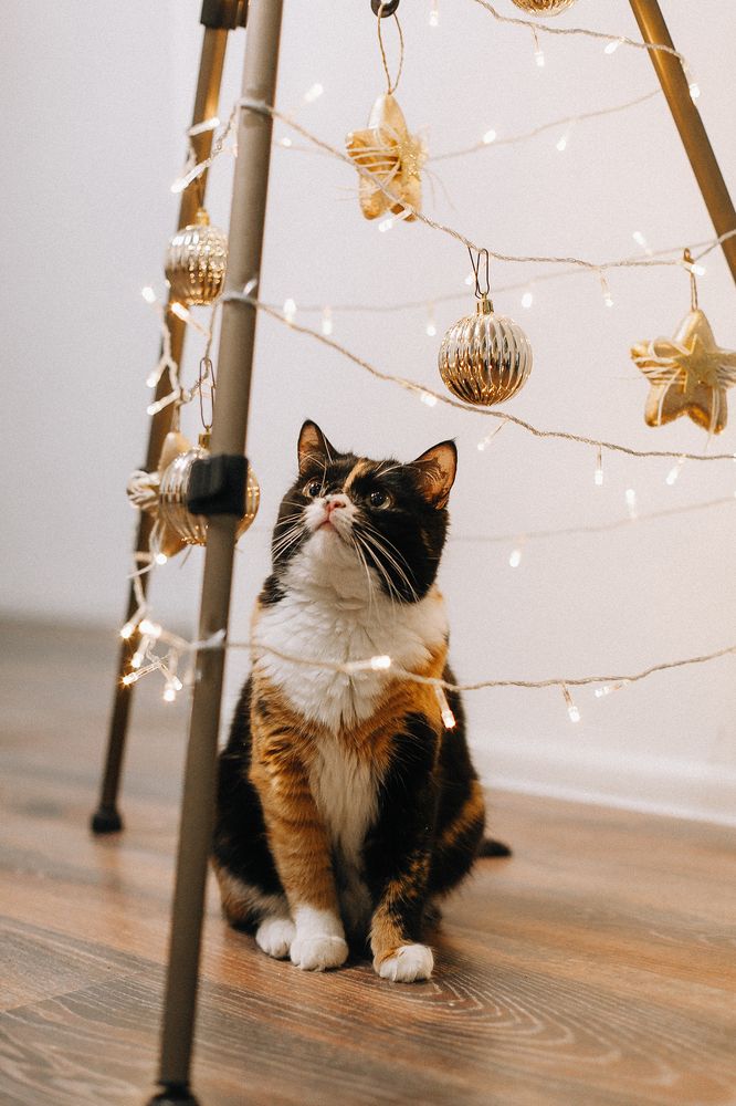 Фотография автора Alena Borisova