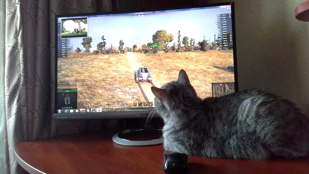 Кот Тимофей