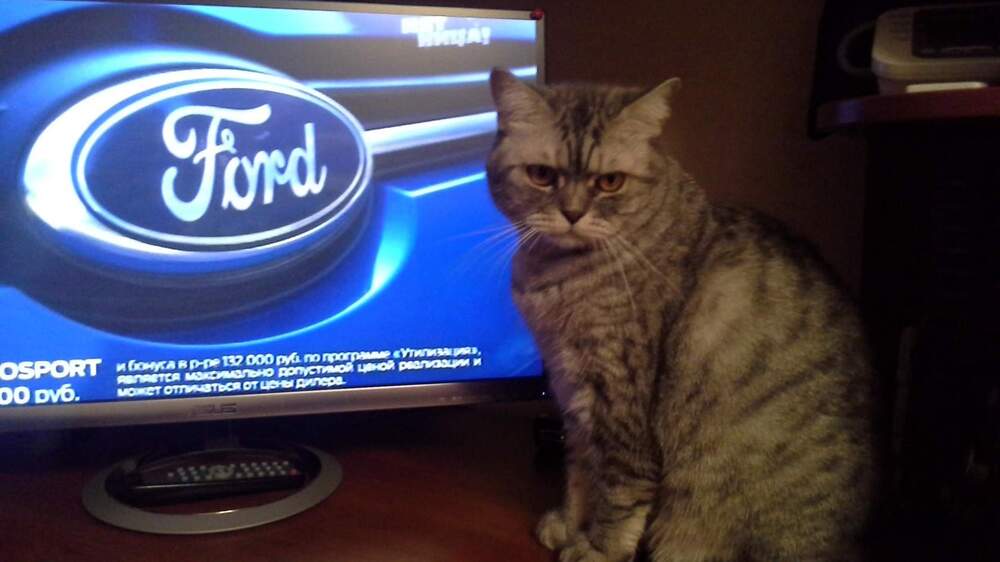 Кот Тимофей выбирает машину?