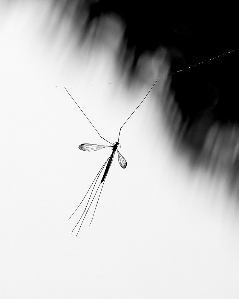 Photograph by Muhammed Nizam