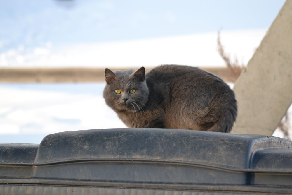 Photograph by Николай Дмитриев