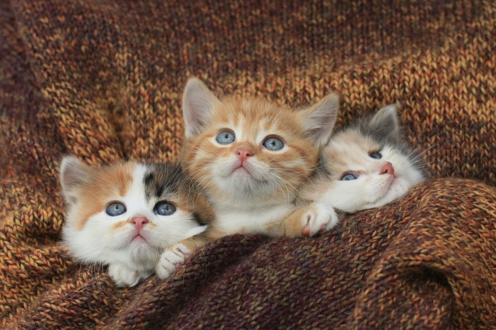 Photograph by Алексей Пирязев