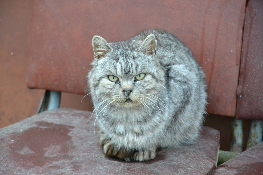 Photograph by Николай Дмитриев