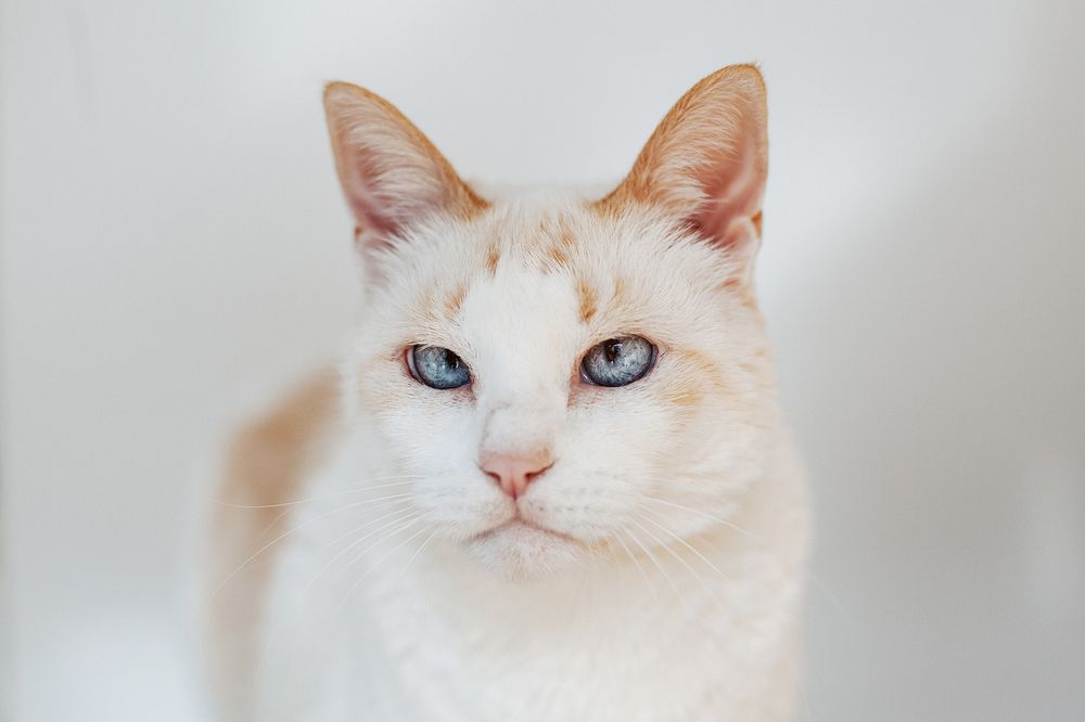 Фотография автора Alena Borisova