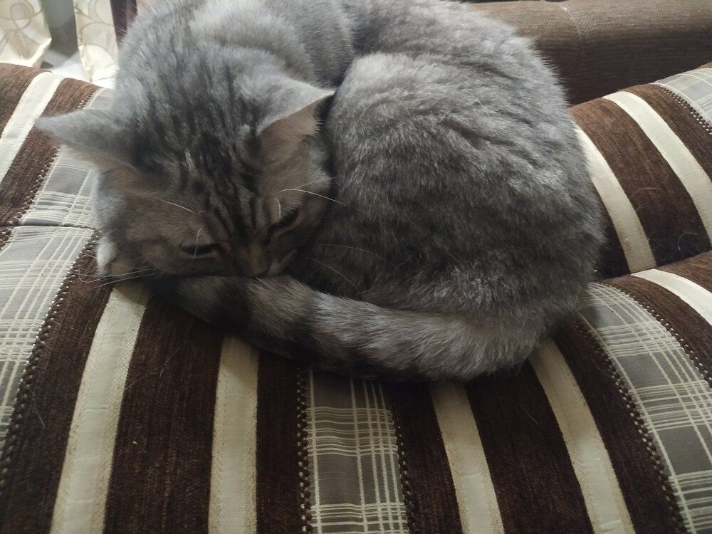 Кот Тимофей