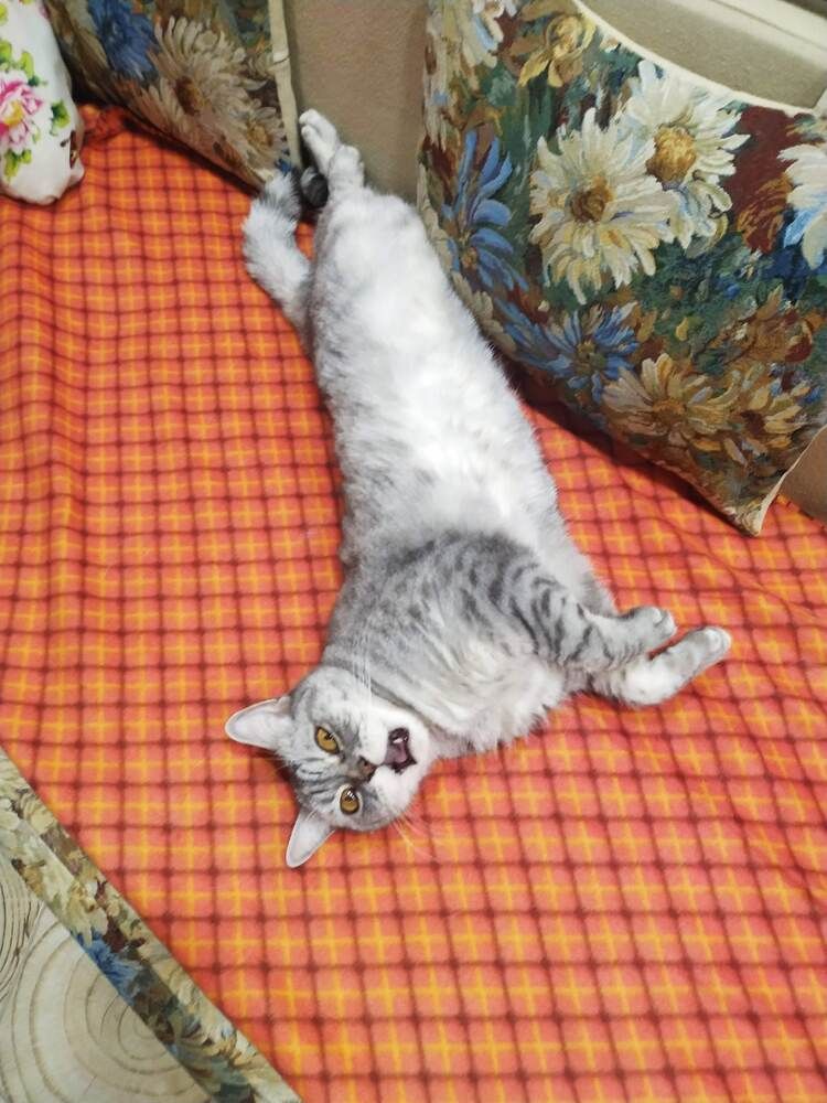 Кот Тимофей