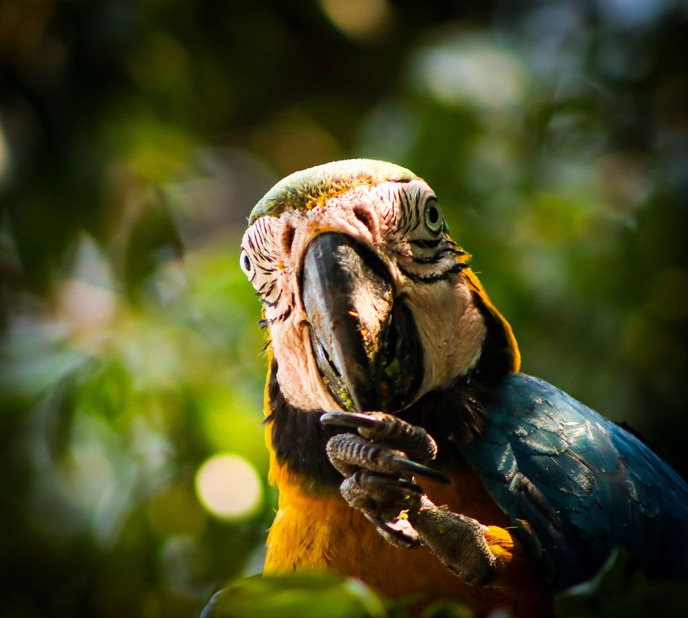 Arara Canindé