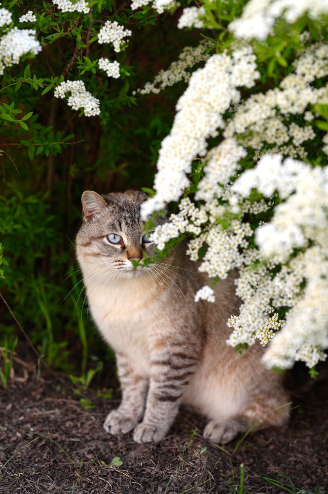 Фотография автора Ольга Степанова
