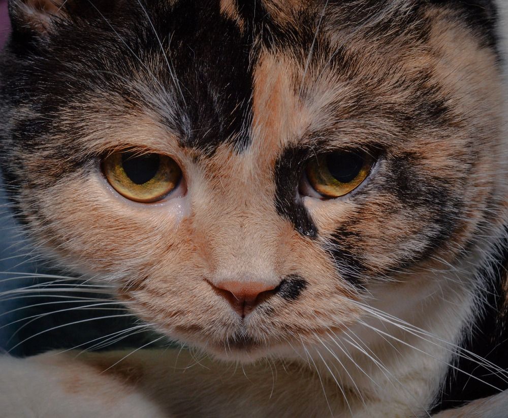 Photograph by Юлия Сурикова