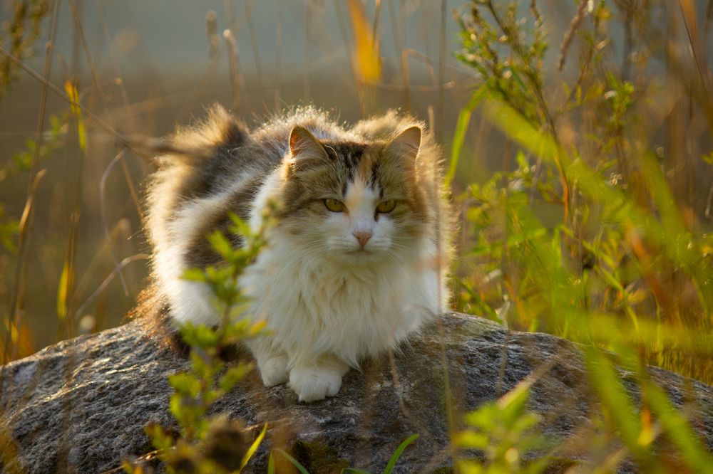 Photograph by Татьяна Чумакова