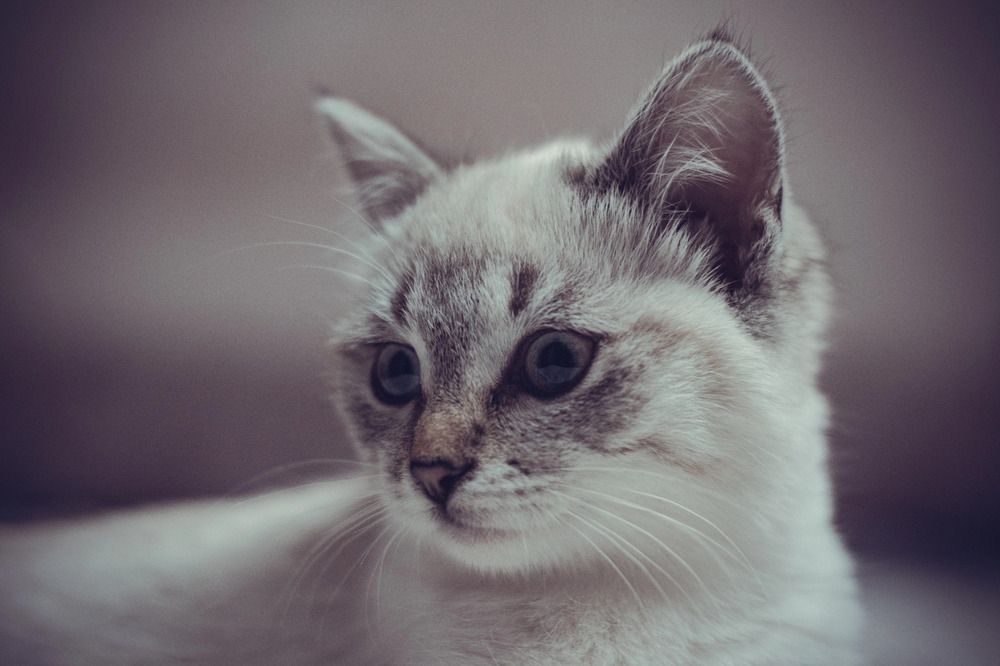 Photograph by Курдюмов Антон