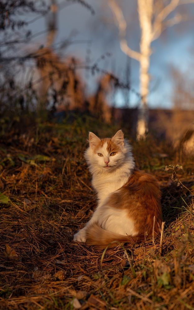Фотография автора Ольга Степанова