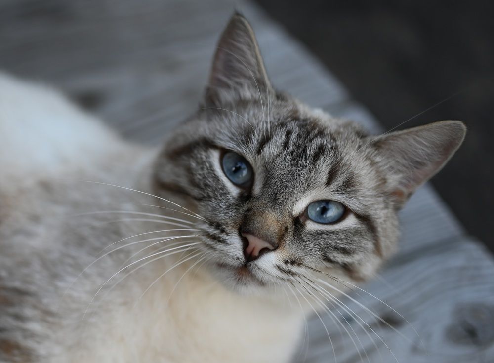 Фотография автора Ольга Степанова