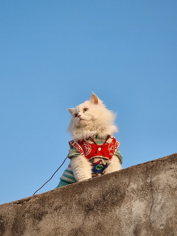 Photo #12236440