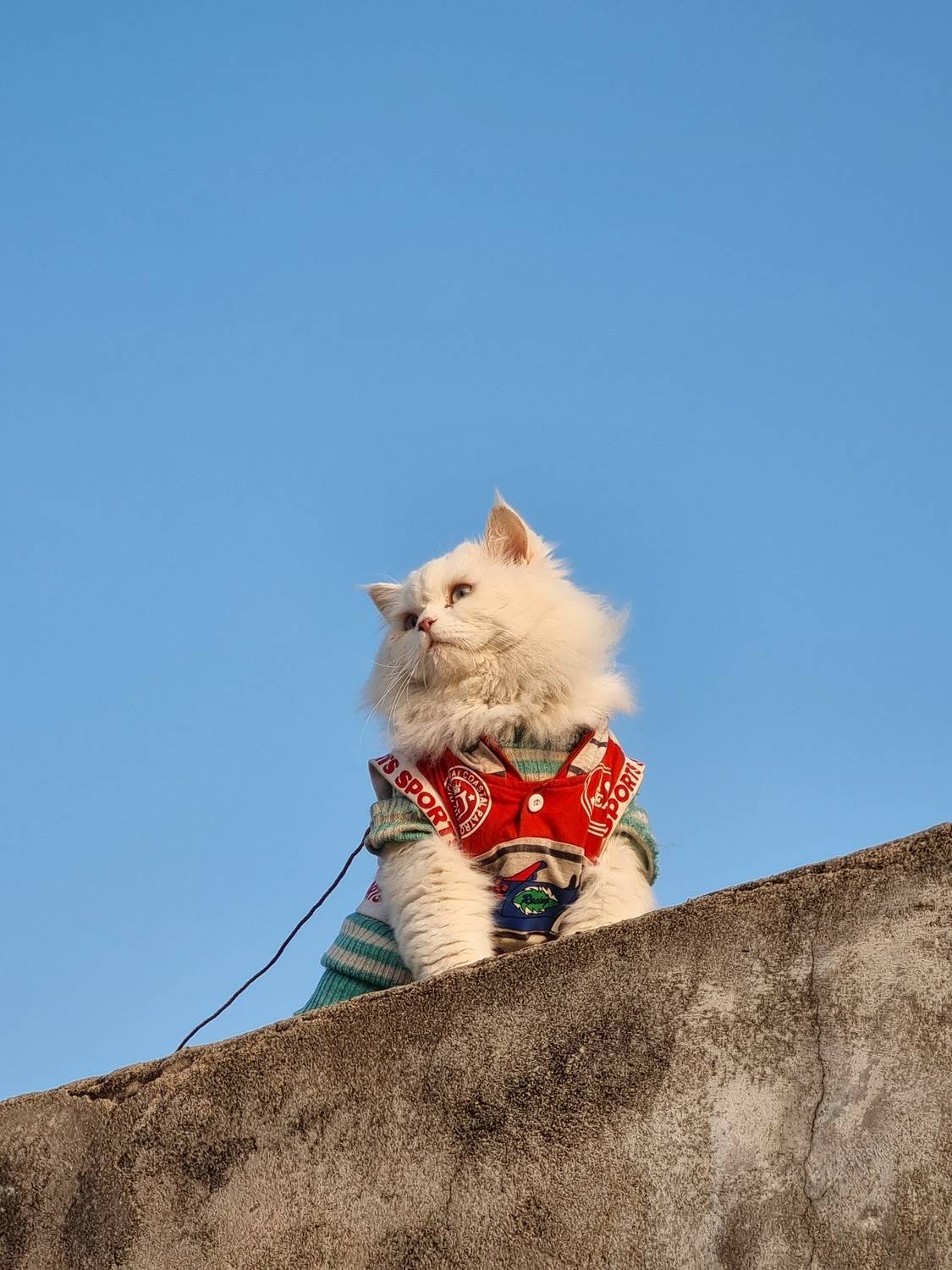 Photo #12236440