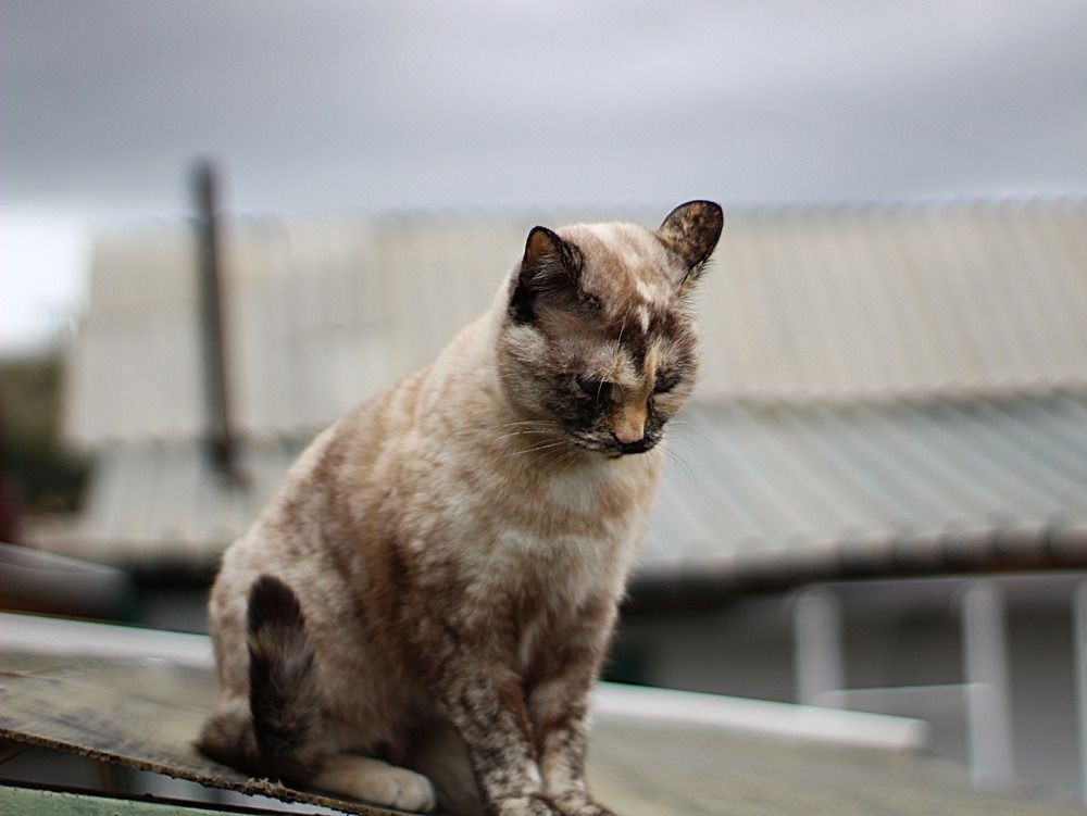 Photograph by Оксана Шарагина