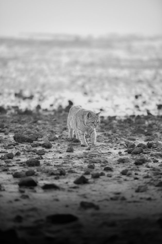 Photograph by Hishaam Mohamed