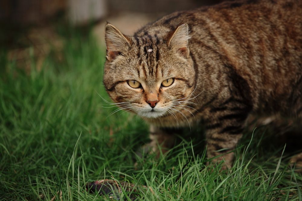 Photograph by Крематорин Артур