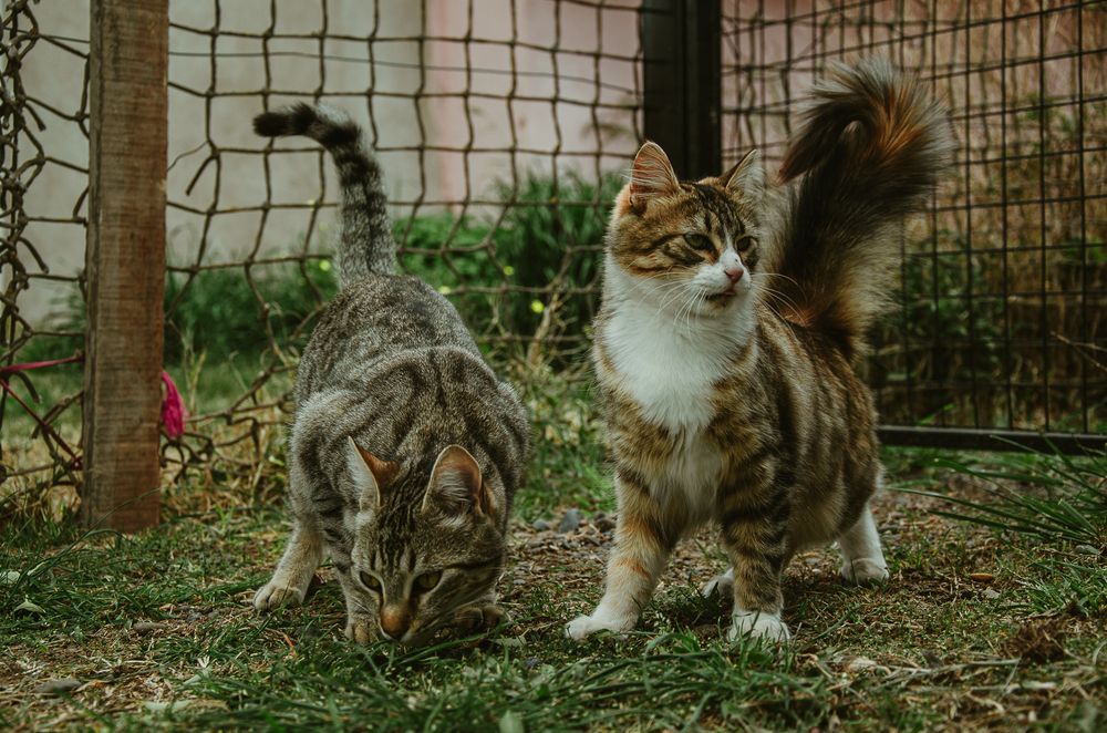 Photograph by Irina Ausfet