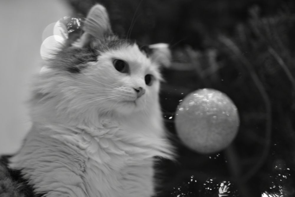 Фотография автора Наталья Почтенная