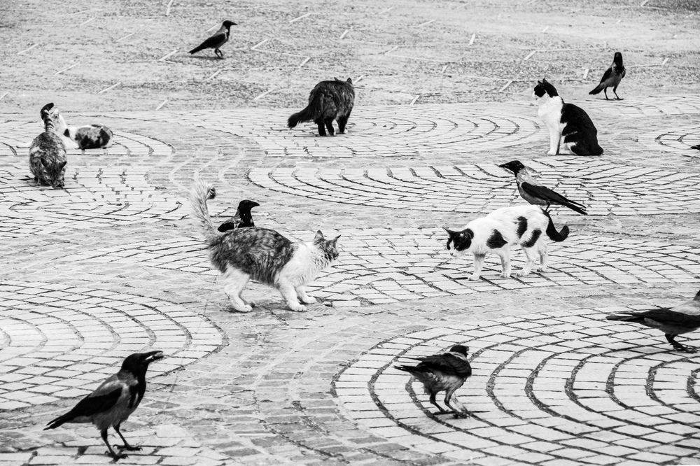 Photograph by Amin Sarlak