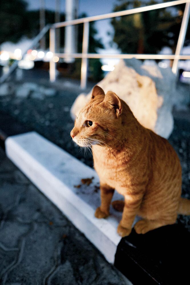 Ginger cat