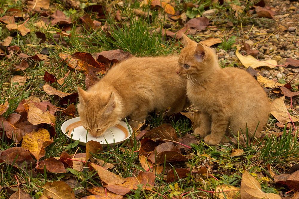 Фотография автора Борис Журавлёв