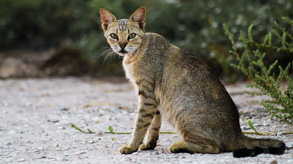 Photograph by Ziad Rizwan