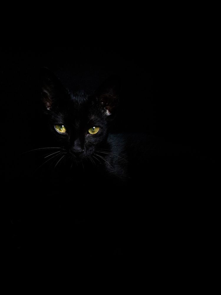 Noir