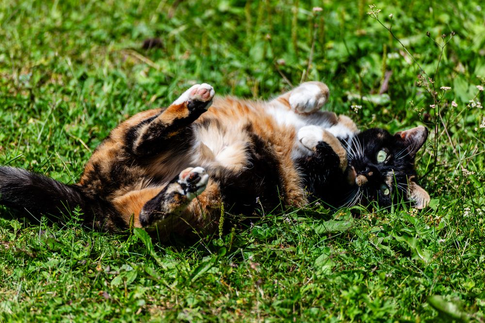 A cat in the grass