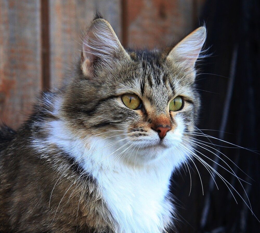 Photograph by ANDREY PERESHEIN