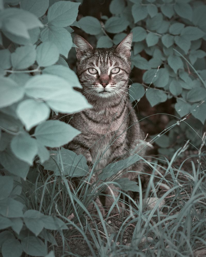 Фотография автора Шипунова Ирина